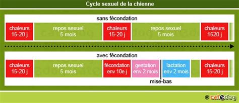 cuni chien|Le cycle sexuel de la chienne 